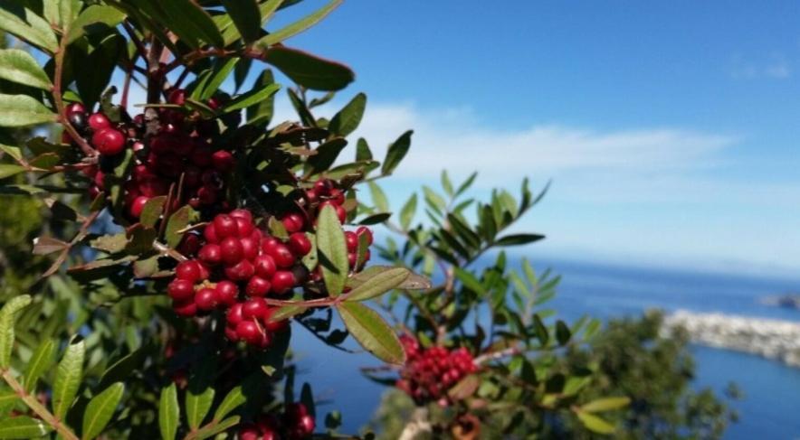 Il Vecchio Lentisco Διαμέρισμα Αλγκέρο Εξωτερικό φωτογραφία